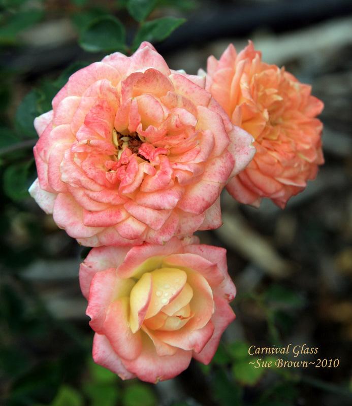 Photo of Rose (Rosa 'Carnival Glass') uploaded by Calif_Sue