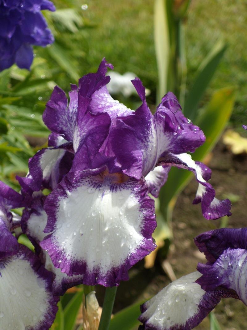 Photo of Tall Bearded Iris (Iris 'Going My Way') uploaded by Betja