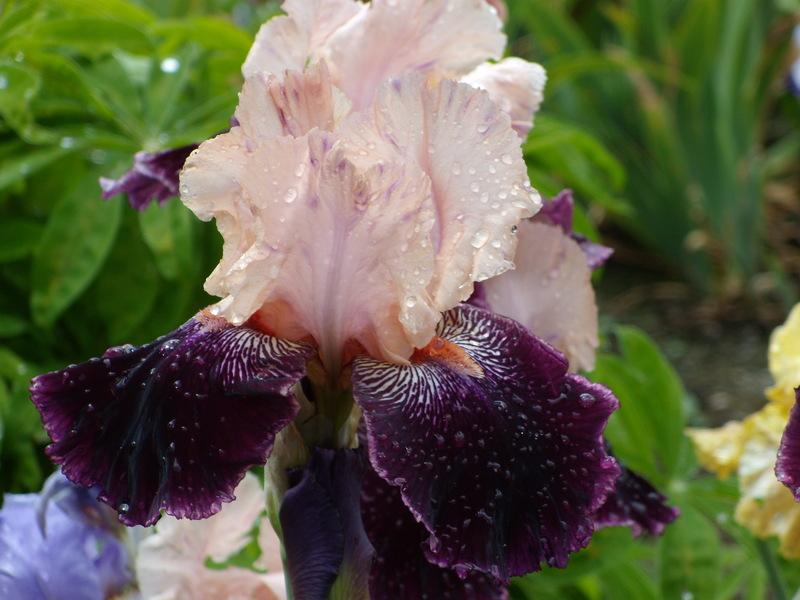 Photo of Tall Bearded Iris (Iris 'Wench') uploaded by Betja