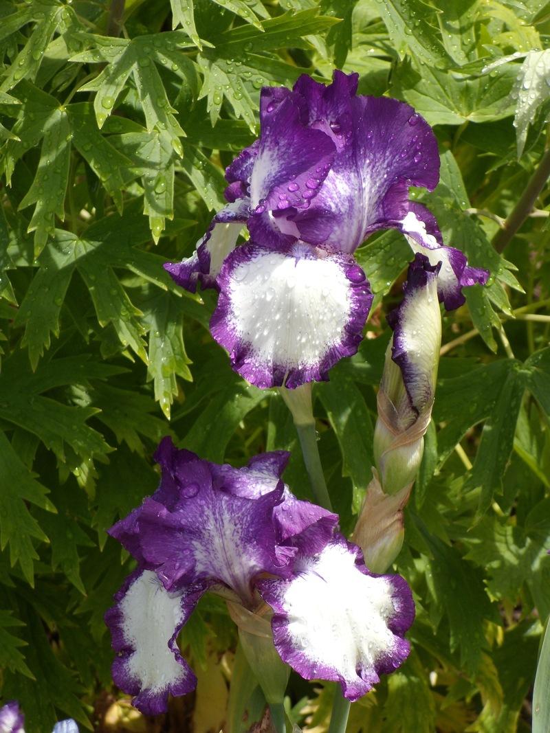 Photo of Tall Bearded Iris (Iris 'Going My Way') uploaded by Betja