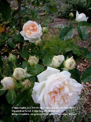 Photo of Rose (Rosa 'Cressida') uploaded by Cottage_Rose