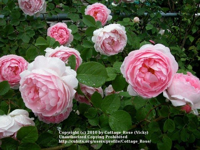 Photo of English Shrub Rose (Rosa 'Constance Spry') uploaded by Cottage_Rose