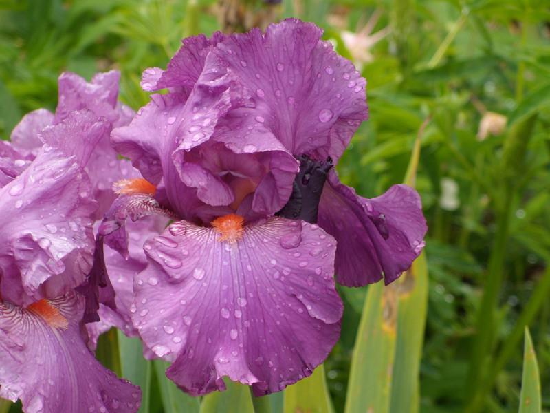 Photo of Tall Bearded Iris (Iris 'Sheer Ecstasy') uploaded by Betja