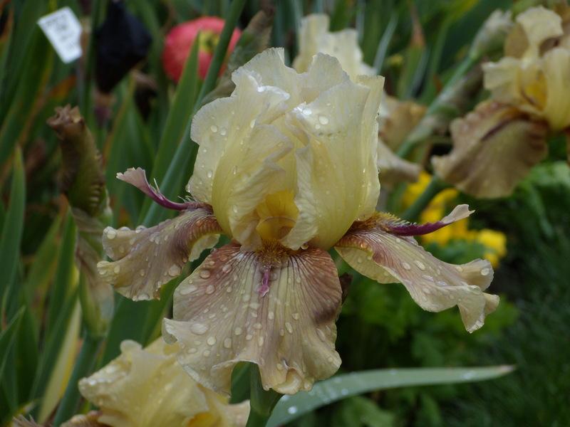 Photo of Tall Bearded Iris (Iris 'Thornbird') uploaded by Betja