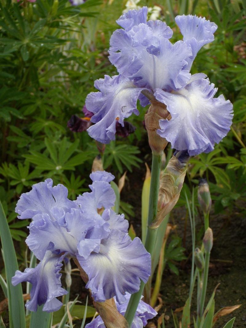 Photo of Tall Bearded Iris (Iris 'Sea Swells') uploaded by Betja