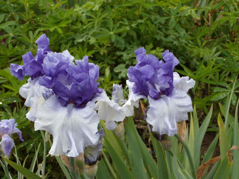 Photo of Tall Bearded Iris (Iris 'Crowned Heads') uploaded by Betja