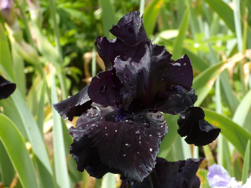 Photo of Tall Bearded Iris (Iris 'Anvil of Darkness') uploaded by Betja