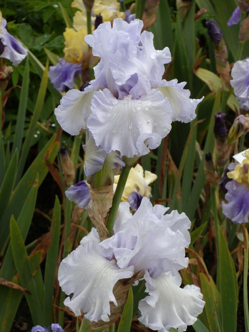 Photo of Tall Bearded Iris (Iris 'Silverado') uploaded by Betja