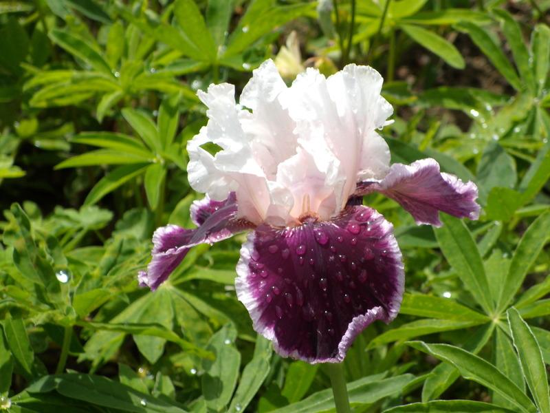 Photo of Tall Bearded Iris (Iris 'Sweeter than Wine') uploaded by Betja