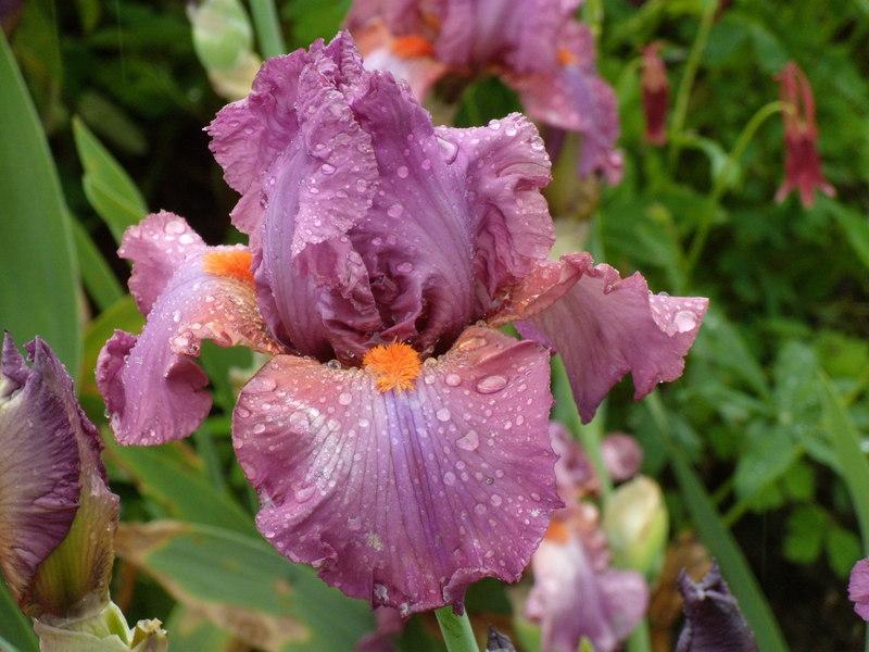 Photo of Tall Bearded Iris (Iris 'Ravenous') uploaded by Betja