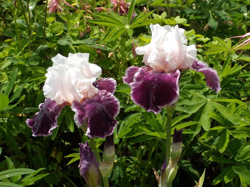 Photo of Tall Bearded Iris (Iris 'Sweeter than Wine') uploaded by Betja