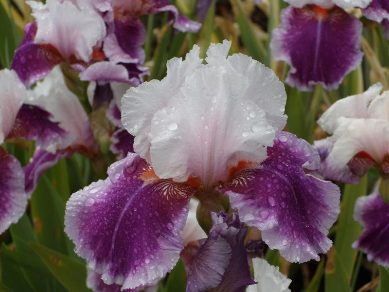 Photo of Tall Bearded Iris (Iris 'Ringo') uploaded by Betja
