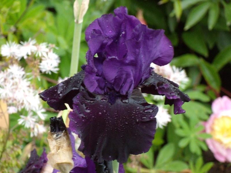 Photo of Tall Bearded Iris (Iris 'Midnight Treat') uploaded by Betja