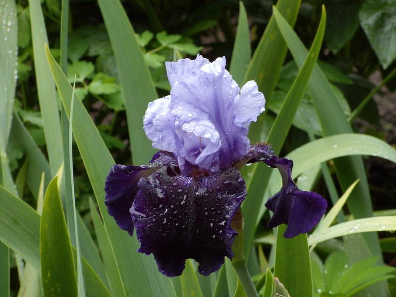 Photo of Tall Bearded Iris (Iris 'Dangerous Mood') uploaded by Betja