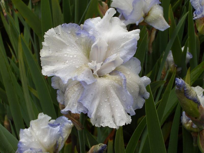 Photo of Tall Bearded Iris (Iris 'Fluffy Pillows') uploaded by Betja
