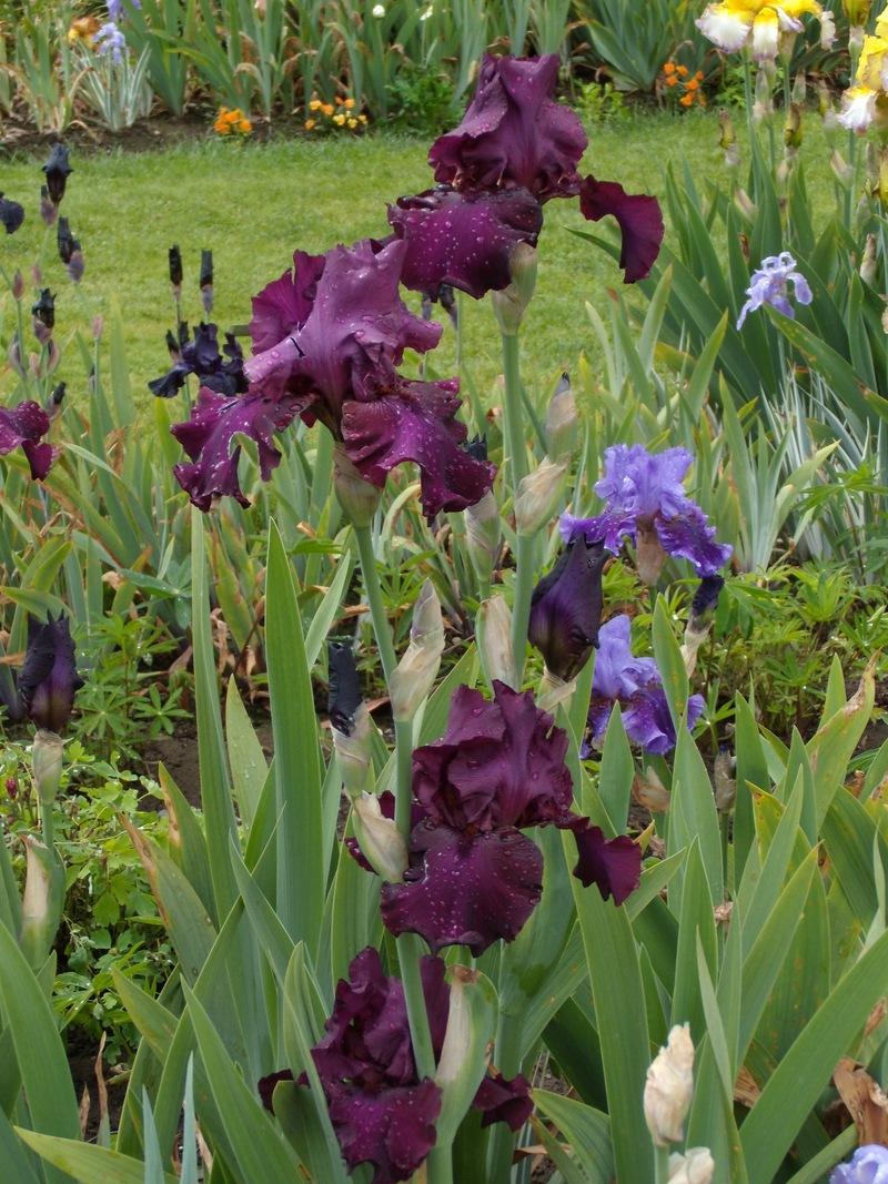 Photo of Tall Bearded Iris (Iris 'Lenten Prayer') uploaded by Betja