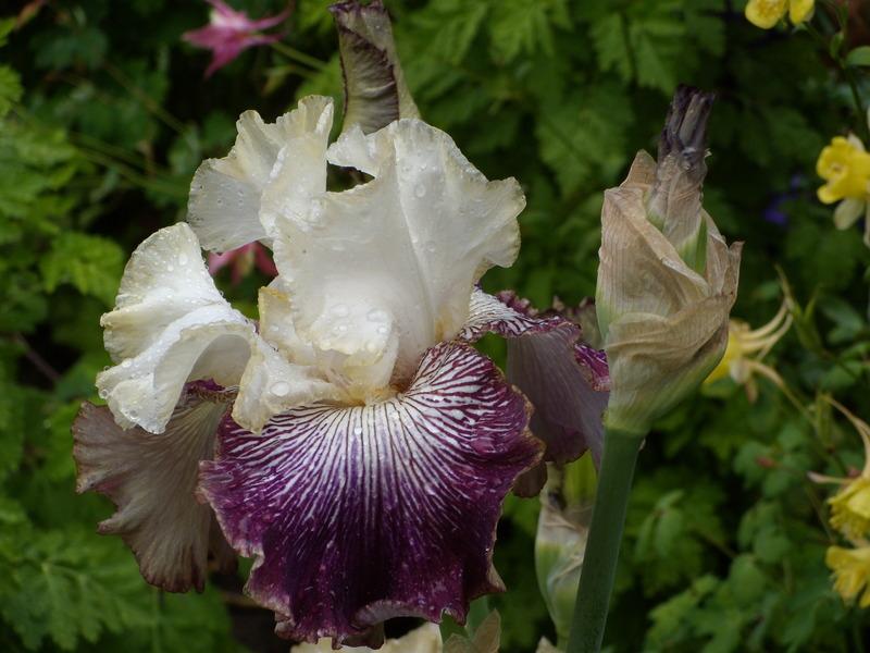 Photo of Tall Bearded Iris (Iris 'It's No Secret') uploaded by Betja
