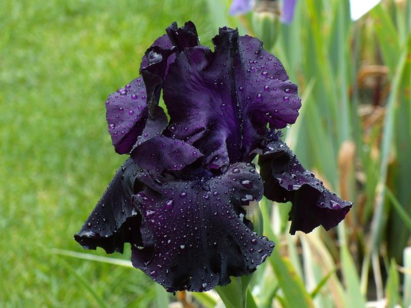 Photo of Tall Bearded Iris (Iris 'Black Tie Affair') uploaded by Betja
