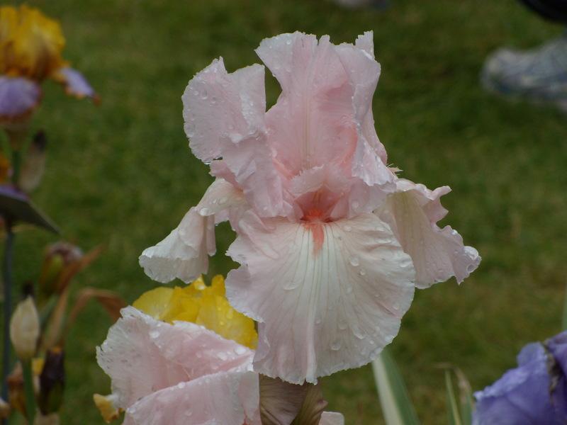 Photo of Tall Bearded Iris (Iris 'Vanity') uploaded by Betja