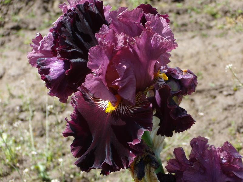 Photo of Tall Bearded Iris (Iris 'Buccaneer's Prize') uploaded by Betja