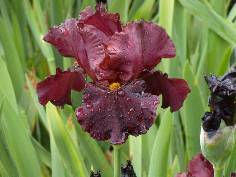 Photo of Tall Bearded Iris (Iris 'Raptor Red') uploaded by Betja