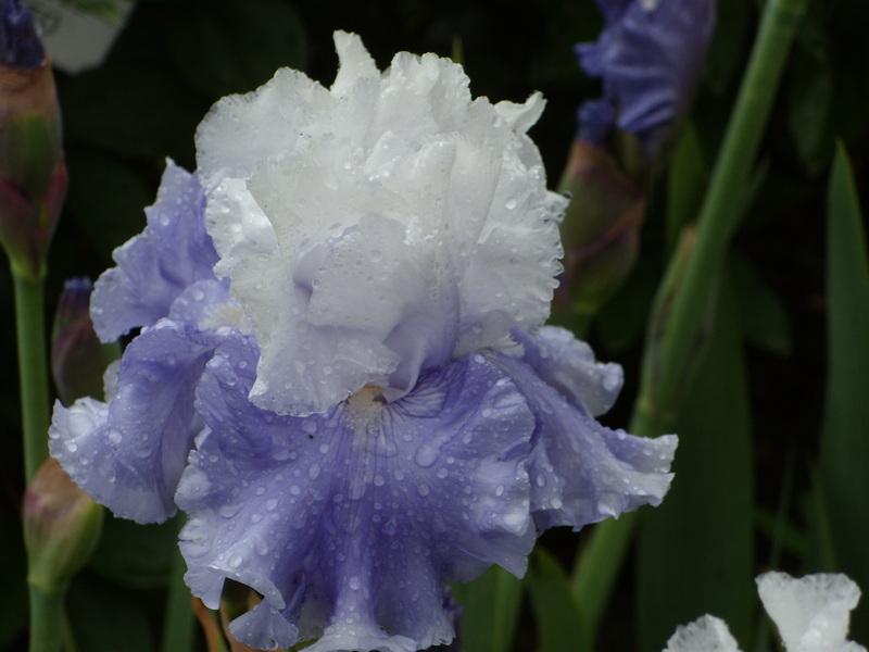 Photo of Tall Bearded Iris (Iris 'Santorini') uploaded by Betja