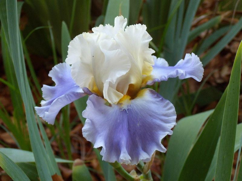 Photo of Tall Bearded Iris (Iris 'Silk Road') uploaded by Betja