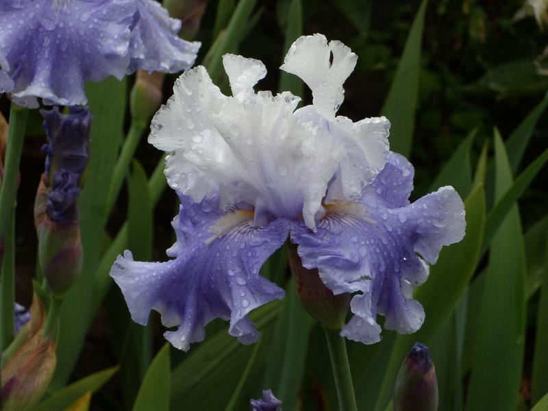 Photo of Tall Bearded Iris (Iris 'Santorini') uploaded by Betja