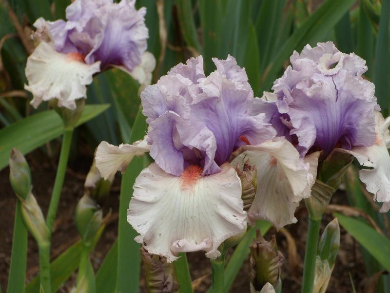 Photo of Tall Bearded Iris (Iris 'Cameo Appearance') uploaded by Betja