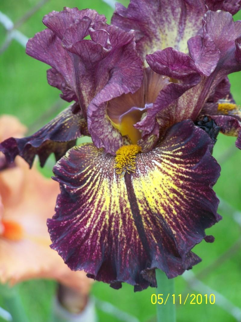Photo of Tall Bearded Iris (Iris 'High Octane') uploaded by Misawa77