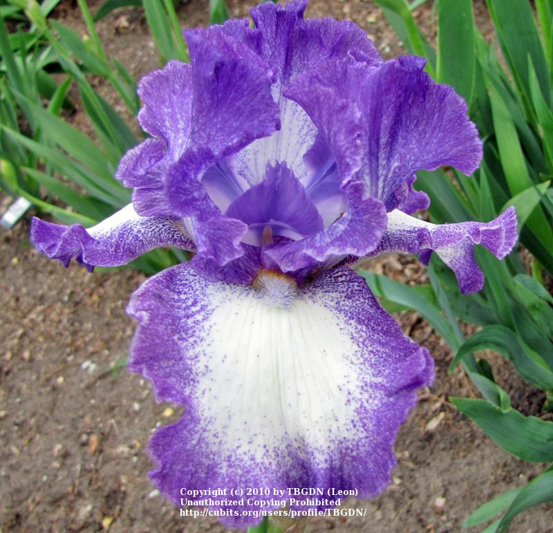 Photo of Tall Bearded Iris (Iris 'Jesse's Song') uploaded by TBGDN
