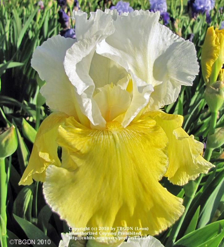 Photo of Tall Bearded Iris (Iris 'Moon Journey') uploaded by TBGDN