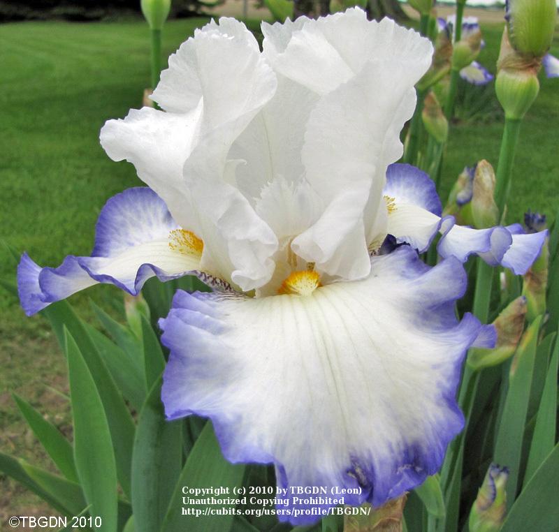 Photo of Tall Bearded Iris (Iris 'Queen's Circle') uploaded by TBGDN