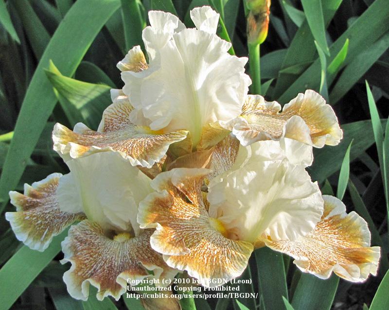 Photo of Tall Bearded Iris (Iris 'Owyhee Desert') uploaded by TBGDN
