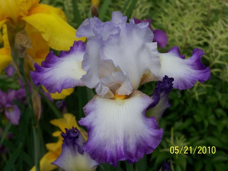 Photo of Tall Bearded Iris (Iris 'Conjuration') uploaded by Misawa77