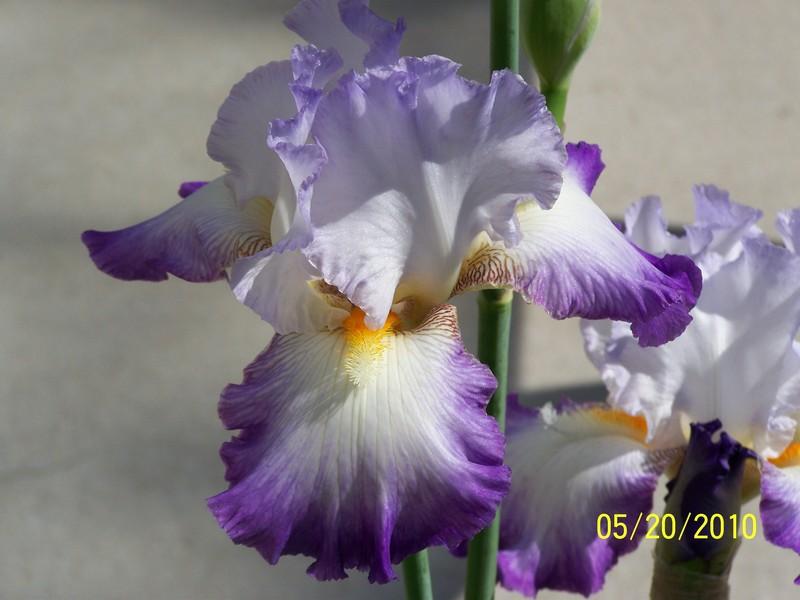 Photo of Tall Bearded Iris (Iris 'Conjuration') uploaded by Misawa77