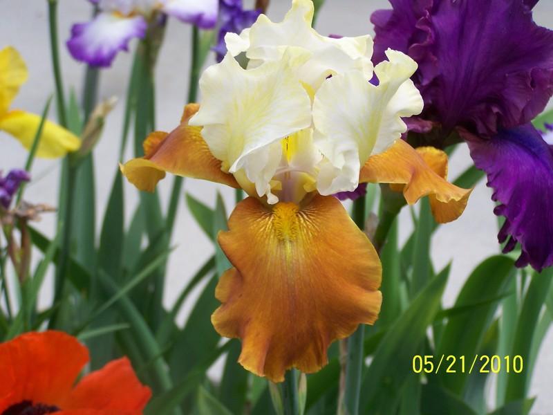 Photo of Tall Bearded Iris (Iris 'Fall Fiesta') uploaded by Misawa77