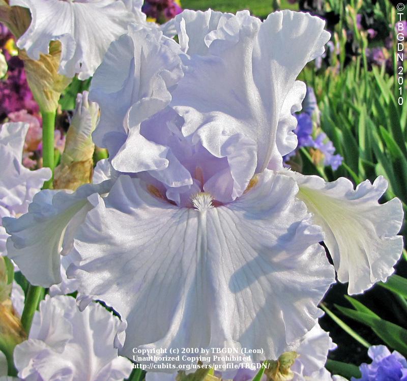 Photo of Tall Bearded Iris (Iris 'Silverado') uploaded by TBGDN