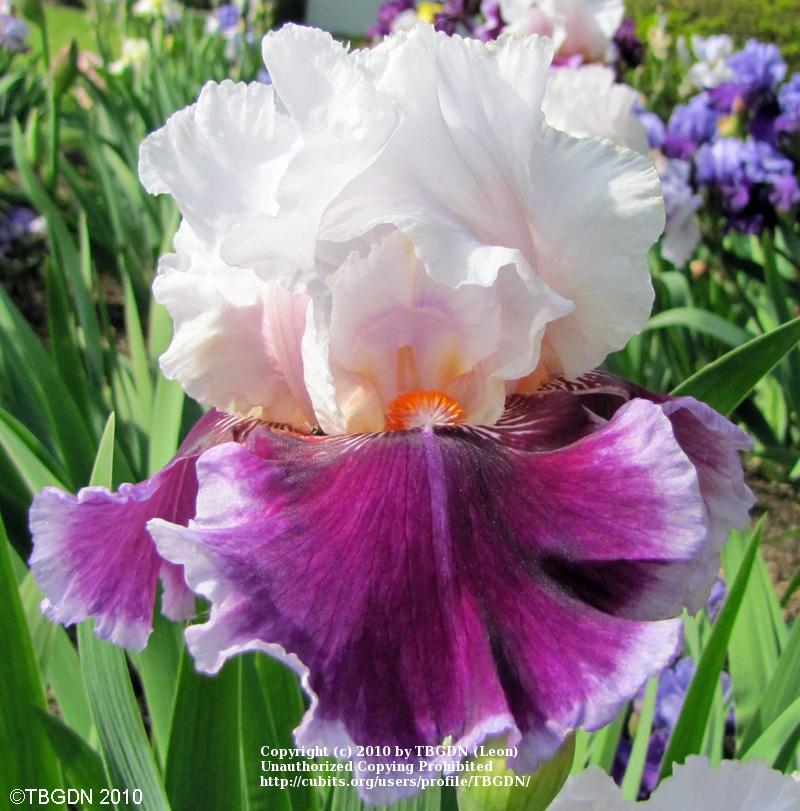 Photo of Tall Bearded Iris (Iris 'Ringo') uploaded by TBGDN