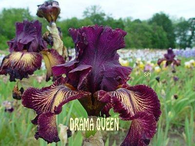 Photo of Tall Bearded Iris (Iris 'Drama Queen') uploaded by irisloverdee