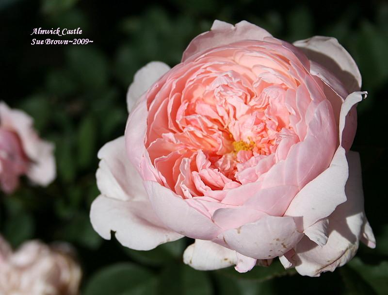 Photo of Rose (Rosa 'Alnwick Castle') uploaded by Calif_Sue