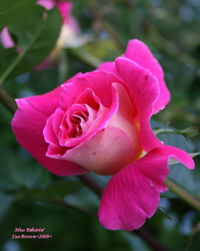 Photo of Rose (Rosa 'Miss Behavin'') uploaded by Calif_Sue