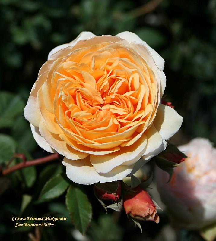 Photo of English Shrub Rose (Rosa 'Crown Princess Margareta') uploaded by Calif_Sue