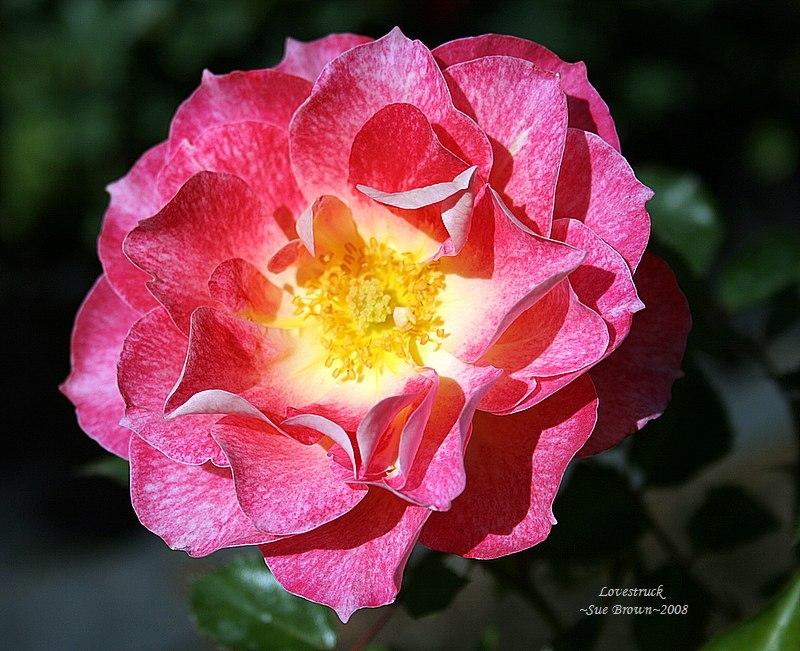 Photo of Rose (Rosa 'Lovestruck') uploaded by Calif_Sue