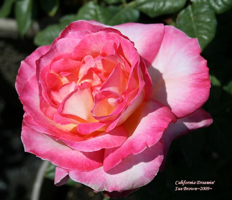 Photo of Rose (Rosa 'California Dreamin'') uploaded by Calif_Sue