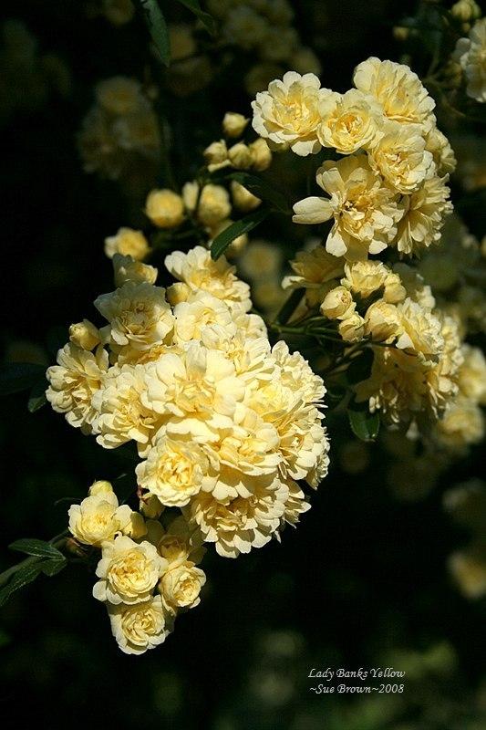 Photo of Lady Banks Yellow (Rosa banksiae 'Lutea') uploaded by Calif_Sue