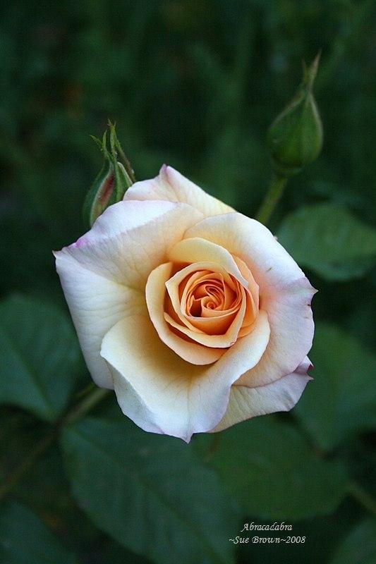 Photo of Rose (Rosa 'Abracadabra') uploaded by Calif_Sue