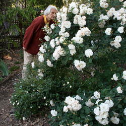 
In Zuzu's garden, my Mom enjoying the fragrance.