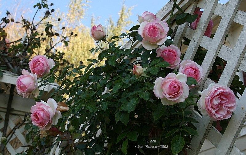 Photo of Rose (Rosa 'Pierre de Ronsard') uploaded by Calif_Sue