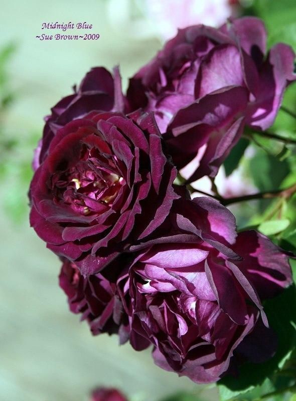 Photo of Rose (Rosa 'Midnight Blue') uploaded by Calif_Sue